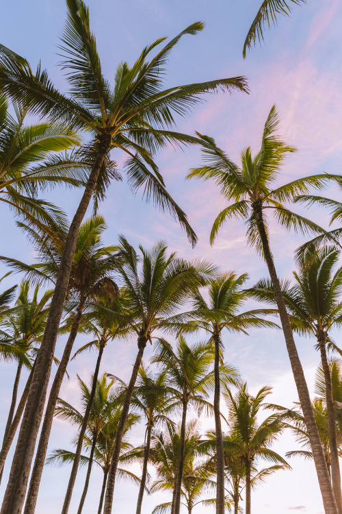 Sunrise palms // Instagram / Website