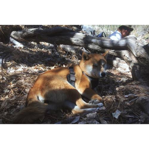 DAY 13 (22.5 miles): Met Katana aka CatFox on the trail! This little pup has thru-hiked the Appalach