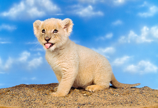 kokiron: theladyems:  Do lions blep.   i hope this helps 