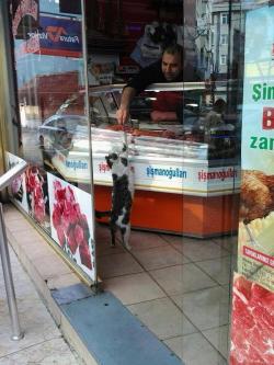 wayofthesalaf:A man feeds a cat in Turkey.The