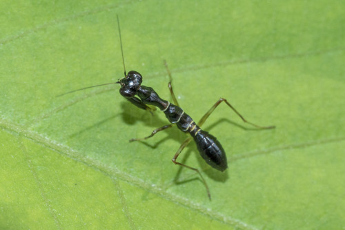bettalbimarginata: onenicebugperday:Asian ant mantis, Odontomantis planiceps, HymenopodidaeFound thr