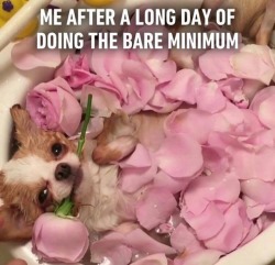 Best Dog Memes(Or Anything Else That Has Dogs 😉)