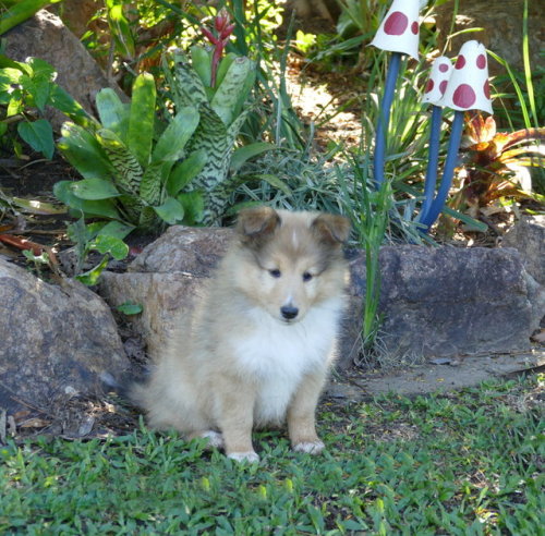 Just found these pictures of Atticus from before I got to take him home&hellip; he&rsquo;s c