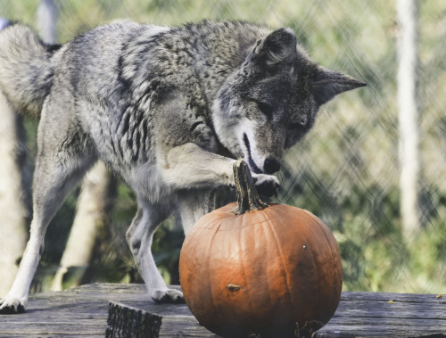 Coyote + Pumpkin