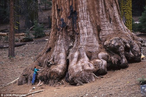 thearchitecturedesign: California’s Giant Sequoias under threat from drought: Researchers say 