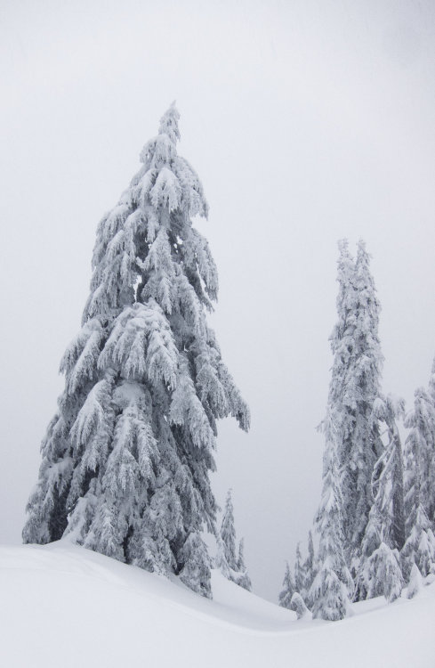 moody-nature:  Covered | By Peter Zenger