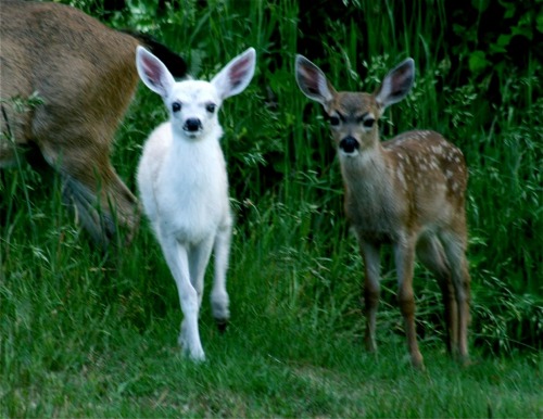 flunflun:  kanaya-in-the-tardis:  deranged-baby:  OMFG THE BROWN ONE HAS ANGRY EYEBROWS  “Yes this is my deer friend. Deer friend is pretty like snow. You hurt deer friend I will hurt you.”  the only thing I think of when I see this is like