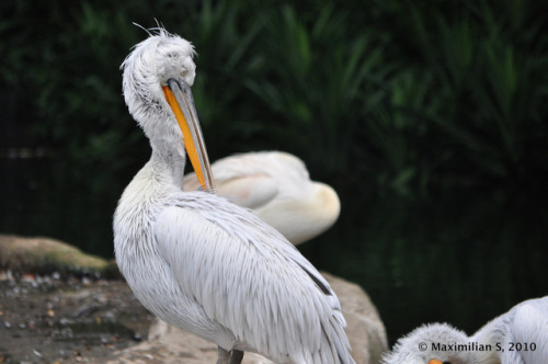 Dalmatian Pelican (Pelecanus crispus) &gt;&gt;by Maximilian Seet