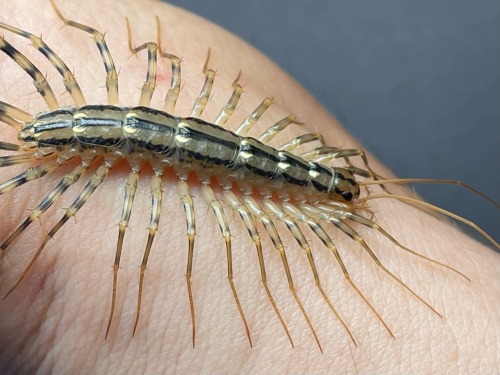Scutigera Coleoptrata, The Mediterranean House Centipede. The Cellar Angels, Metameric Deities Of The