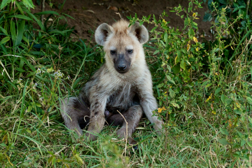 For wallflower1891
I met this little hyena pup when I was in the Mara in Kenya. He may as well have been sitting on the sofa drinking a beer and watching Family Guy…