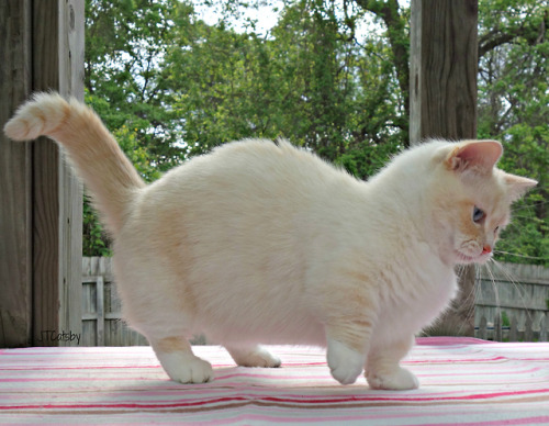 Look at all this fluffy goodness! It’s #MunchkinCrushMonday and I’m dancing for joy! Have a purrfect