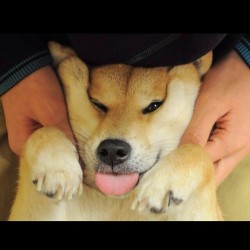 Very squish Such tongue Wow   #cute #cuteanimals