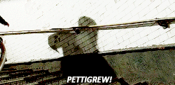 “Harry…I as good as killed them,” he croaked. “I persuaded Lily and James to change to Peter at the 