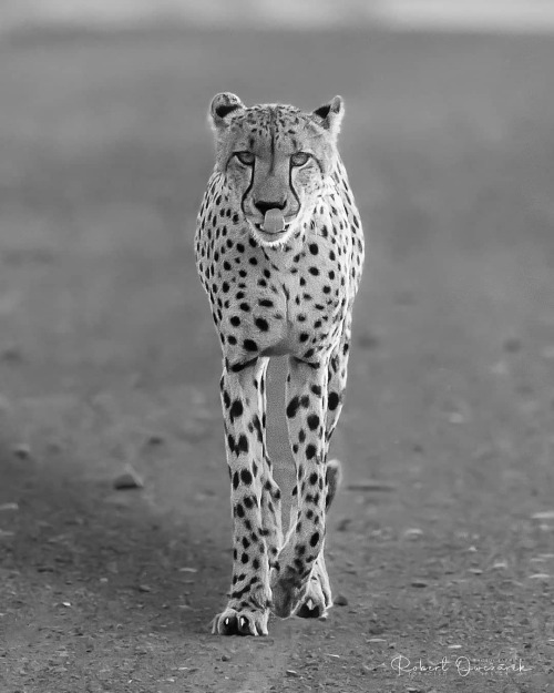 Photo by @robert_wildlife_photography Face-to-face Cheetah in the Kruger National Park in South Afri