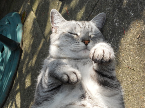 This is Nefertiti, my aunt’s silver tabby. She and I used to be best friends when I lived near