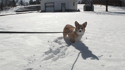 comuss:  Dogs playing in the snow. :) 