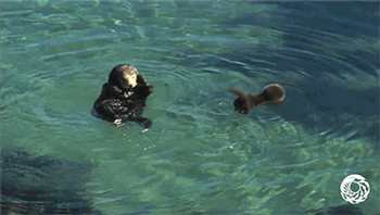 Adorable Otter Pup Takes A Break To Learn How To OtterEven teeny tiny otters need to learn how to swim on their own.This adorable wild sea otter mom and her pup spent an afternoon lounging and swimming in the Monterey Bay Aquarium’s Great Tide Pool...