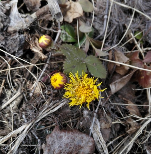 First Tussilago Farfara this spring. ©missbryophyte