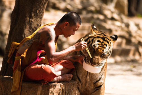 nubbsgalore:buddhist monks at the wat pha luang ta bua in kanchanaburi, thailand. photos by&nbs