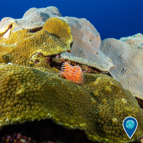 noaasanctuaries: Oh Christmas tree worm, oh Christmas tree worm…Things are certainly festive in Flow