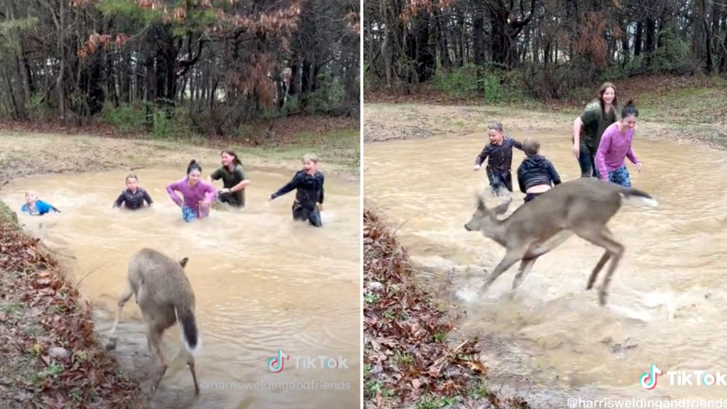 Playful Deer Splashes Around Rain Puddle With Kids