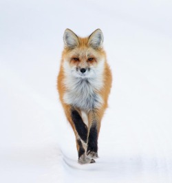 semc12:  beautiful-wildlife: Fox Trot by Max
