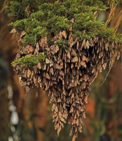 americasgreatoutdoors: October’s falling temperatures trigger the annual migration of millions of monarch butterflies across the continent. Every fall, these lovely butterflies fly thousands of miles from as far north as Canada to overwinter in California