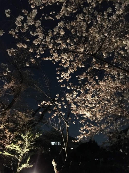 I took a picture of the cherry blossoms last weekend. Illuminated cherry blossoms at night are beaut