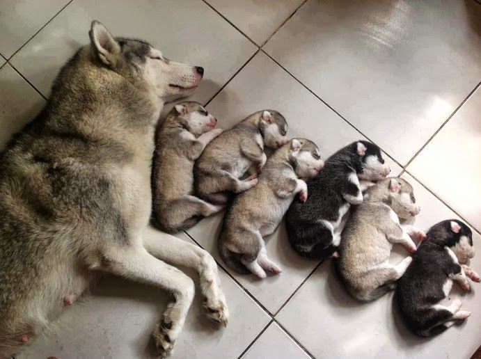 awwww-cute:  Gahhh so freaking adorable! I LOVE THEM SO MUCH!!! I WANT ONE!!!!!!!!!!!!!