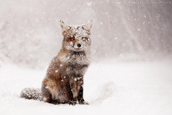 nostalgiaandwistfulness:  Fairytale Fox by