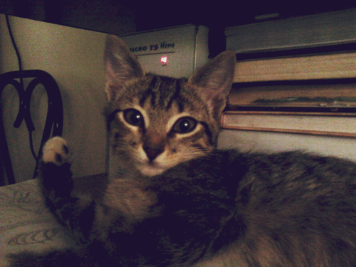 My cat: Toppu (:
