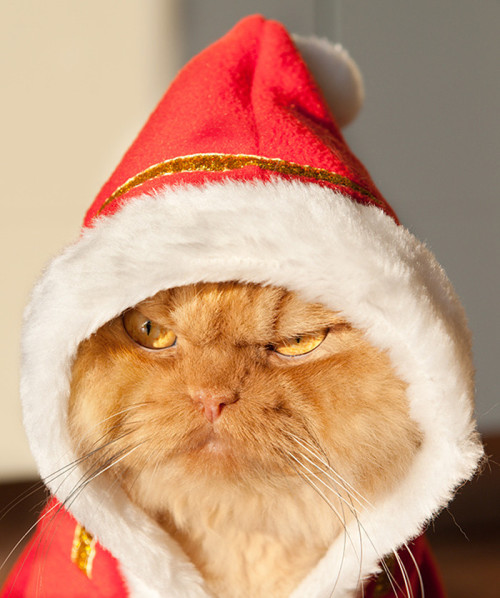 tastefullyoffensive:Meet Garfi, the World’s Angriest Cat  |  Photos by Hulya OzkokPreviously: Sygmon