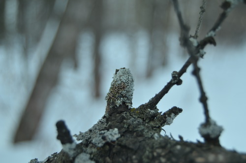 How i like lichen and moss.