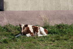 so today I saw a cow sunbathing at the bus stop