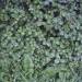 itscolossal:Teeming with Leaves and Grasses, Oil Paintings Cloaked in Lush Foliage