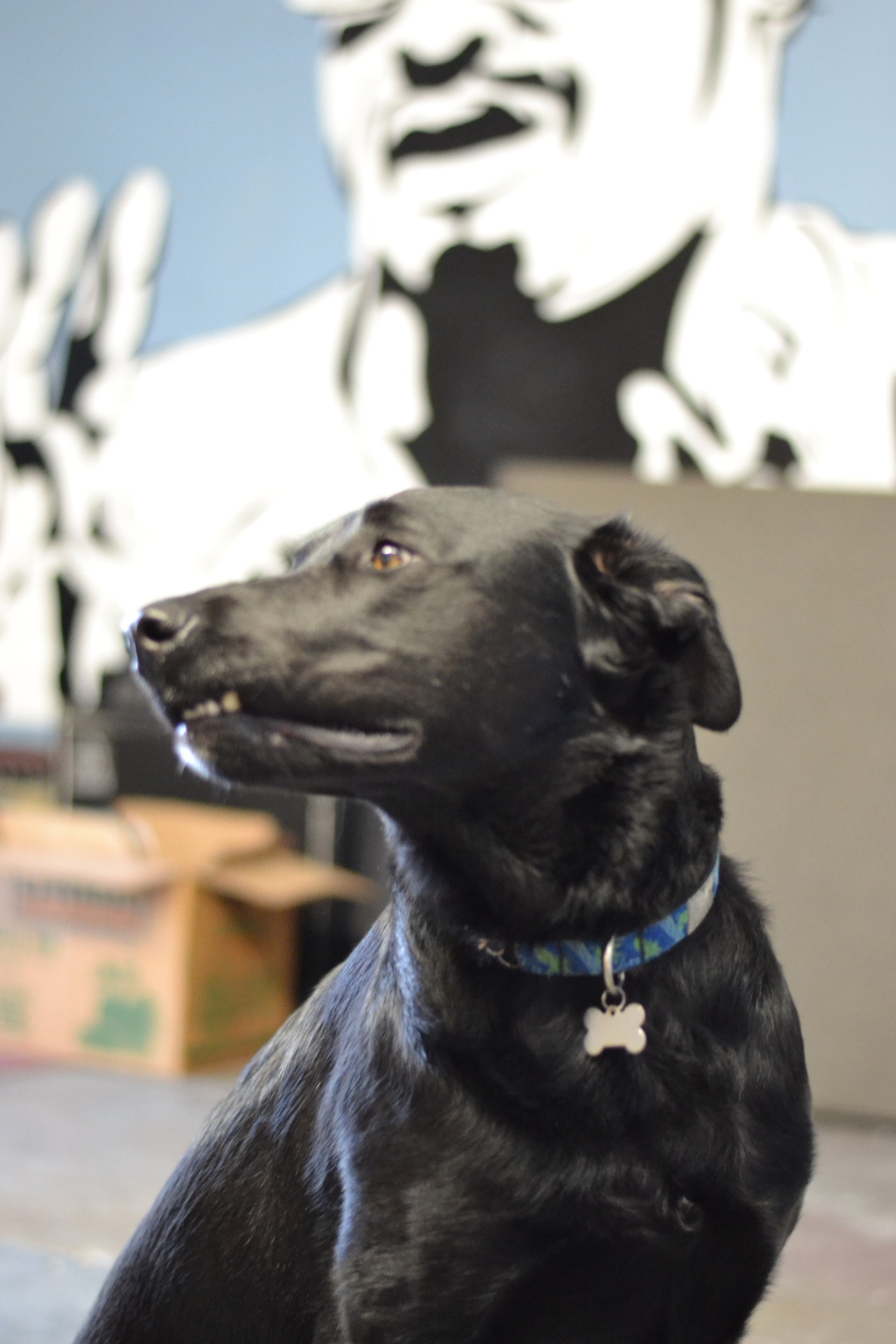 saraherreraphotofly:
“Osito in front of Isaiah “Ikey” Owens. 3 Pt Studios Long Beach, California April 2015
”