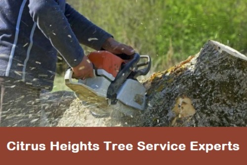 Tree Service Professionals