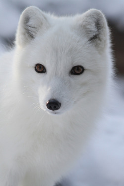 earthlynation:  Arctic Fox Closeup by Mark Dumont on Flickr.