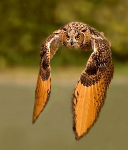 our-amazing-world:  Owl in flight. Amazing World 