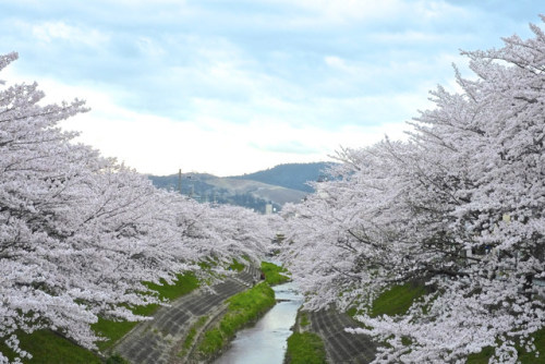 この春の感謝と明日の笑顔を。 by aozora.umikaze on Flickr.