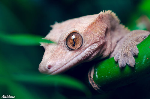 end0skeletal:Correlophus ciliatus (crested gecko) by nakkimo