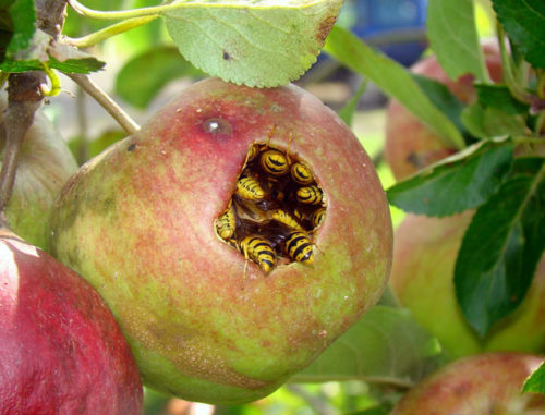 fruit trees