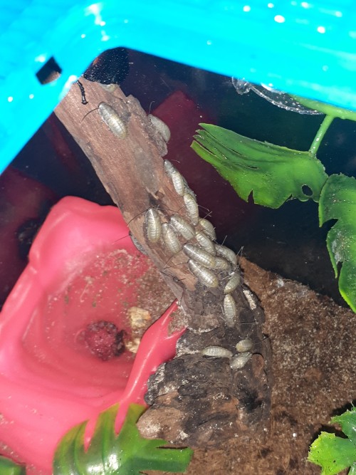 This Morning I Discovered Many More Hissing Roach Babies Who Were Just Born