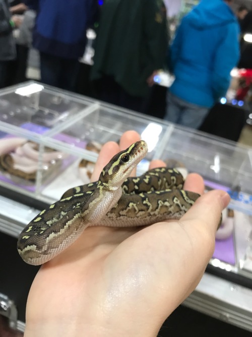 One of the Baby Angolan Pythons we had for sale at the All Ohio Reptile Show today! This one has the