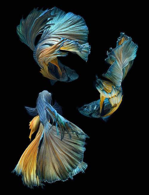 archiemcphee: Bangkok-based photographer Visarute Angkatavanich (previously featured here) continues to take breathtaking photos of Siamese fighting fish, also known as betta fish. His fascination with their splendid, flowing fins and brilliant coloring