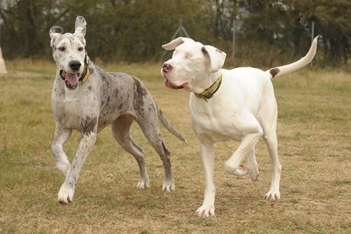 aunteeblazer:  sendintheclownswithoutadash:  A dog’s seeing eye dog “Lily is a Great Dane that has been blind since a bizarre medical condition required that she have both eyes removed. For the last 5 years, Maddison, another Great Dane, has been
