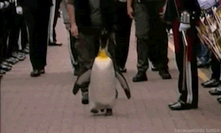 tray-the-tealord:  commanderholly:  daxdaydreams:  becausebirds:  A penguin who was previously made a Colonel-in-Chief of the Norwegian Army has been knighted at Edinburgh Zoo. Penguin Nils Olav has been an honorary member and mascot of the Norwegian