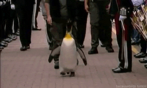 tray-the-tealord:  commanderholly:  daxdaydreams:  becausebirds:  A penguin who was previously made a Colonel-in-Chief of the Norwegian Army has been knighted at Edinburgh Zoo. Penguin Nils Olav has been an honorary member and mascot of the Norwegian