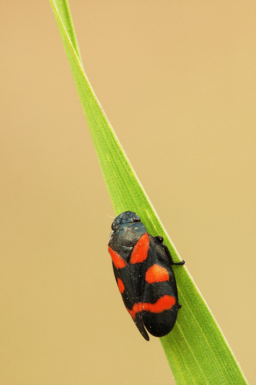 Cercopis sanguinolenta (?)Cercopis sanguinolenta is a species of Froghopper , these insects can jump