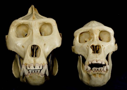 travelers-banter:  Fucking,.,.,. Who said that males have a 90 degree mandible? What